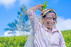 Tamil woman who works at Dambetenna estate breaks tea leaves